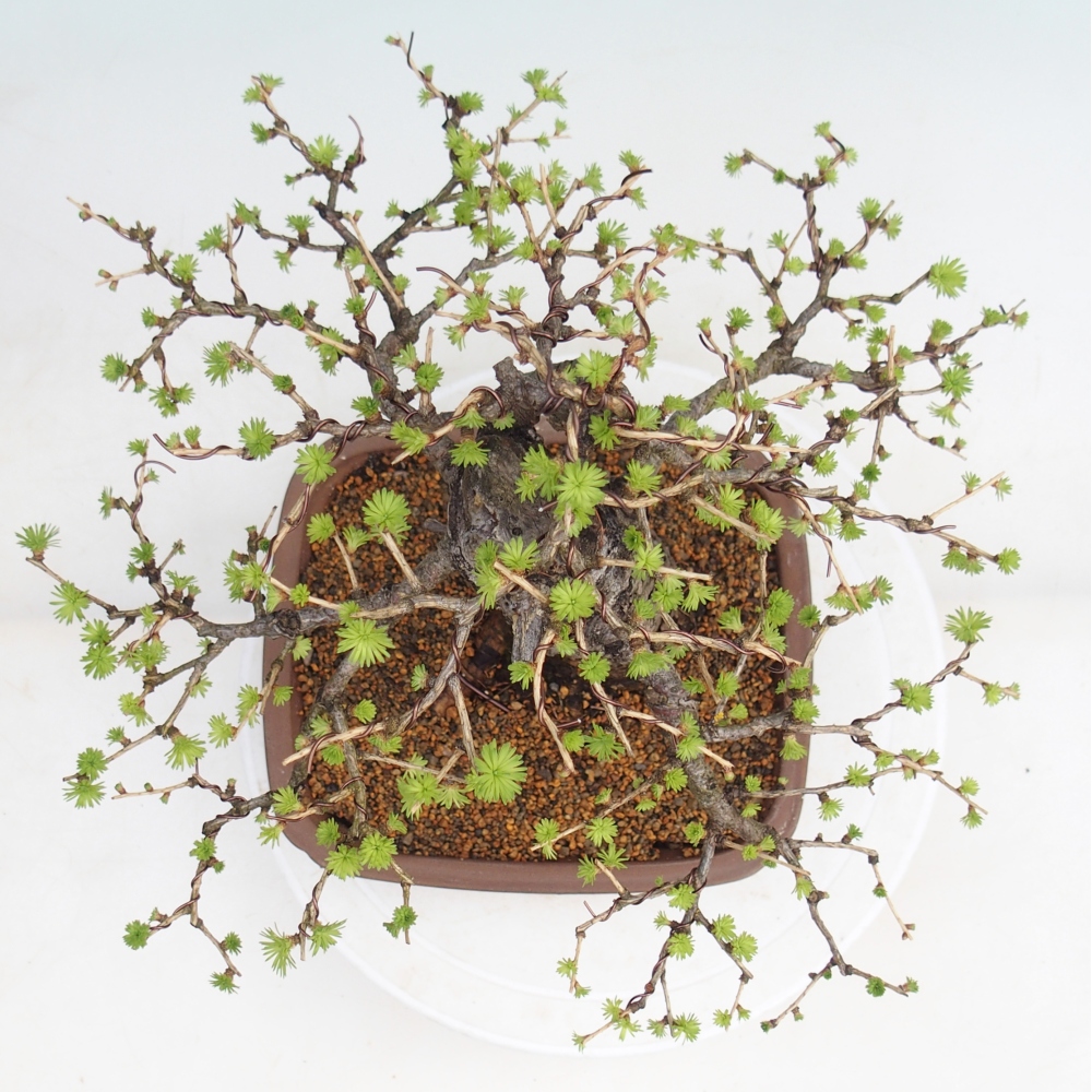 Bonsai für draußen -Larix decidua - Lärche