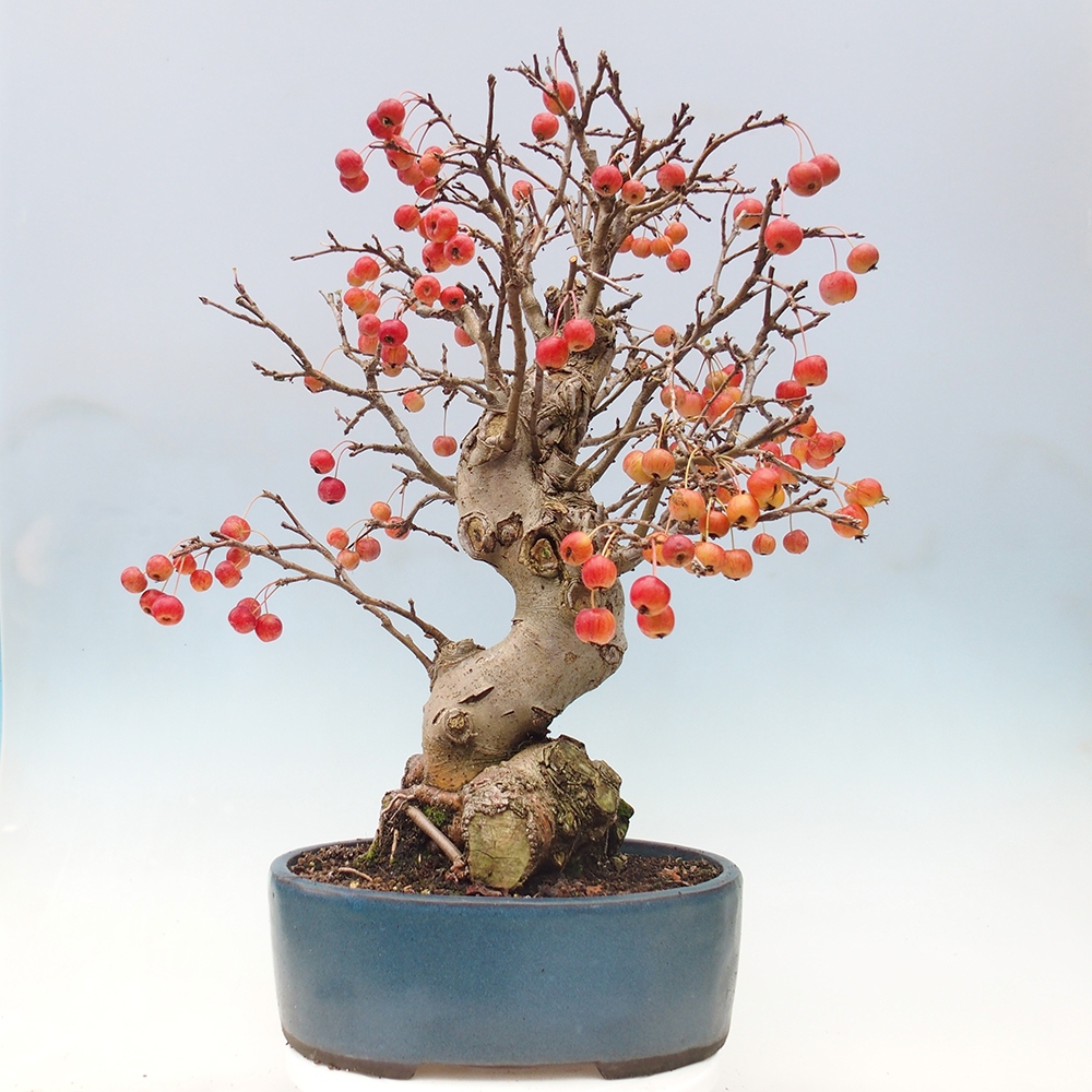 Bonsai im Freien - Malus halliana - Kleinfruchtiger Apfelbaum