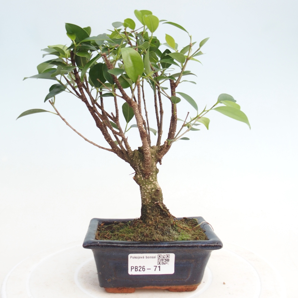 Zimmer Bonsai Ficus retusa kimmen