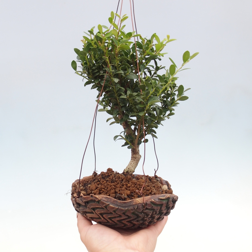 Kokedama aus Keramik - Ilex crenata - Holly