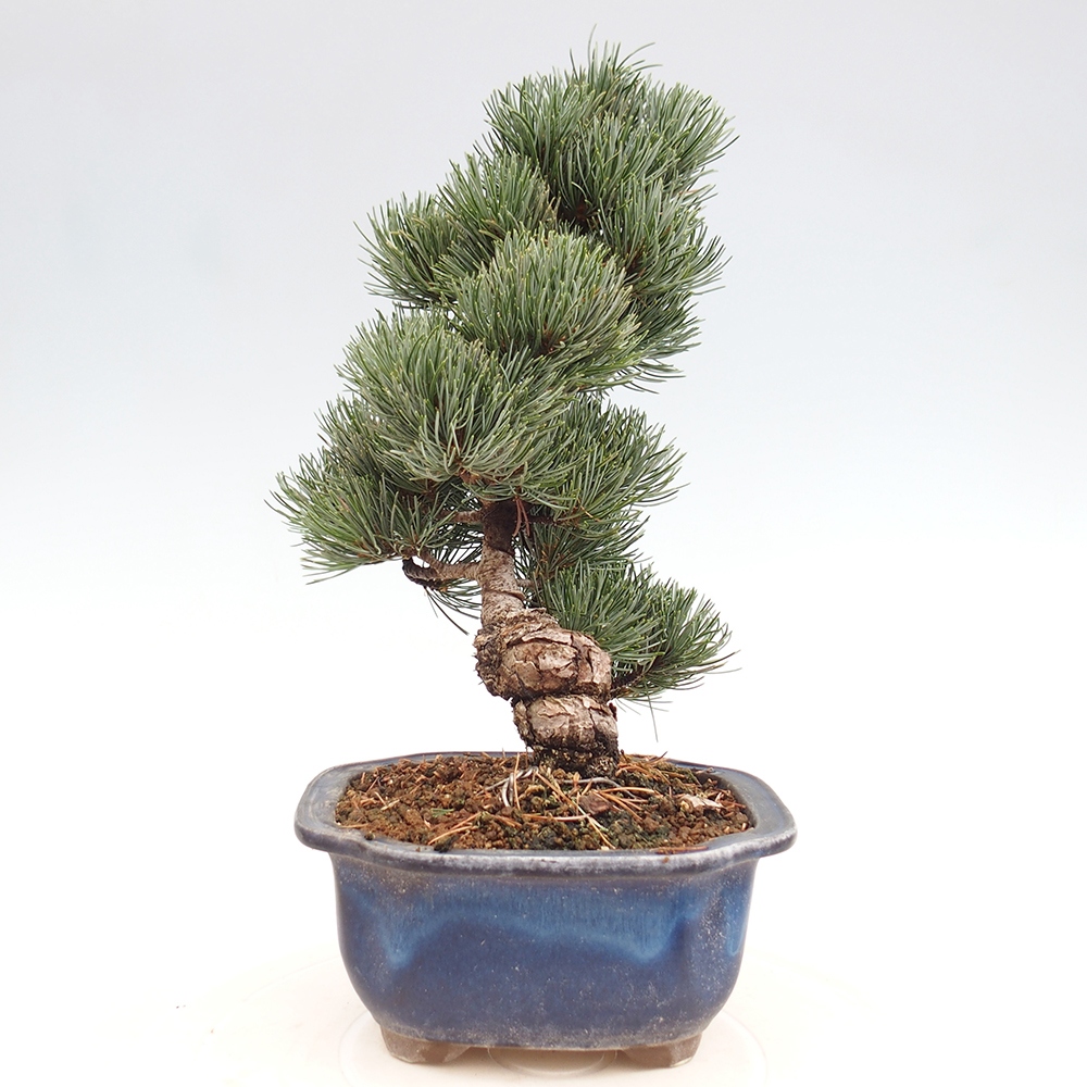 Bonsai im Freien - Pinus parviflora - kleine Kiefer