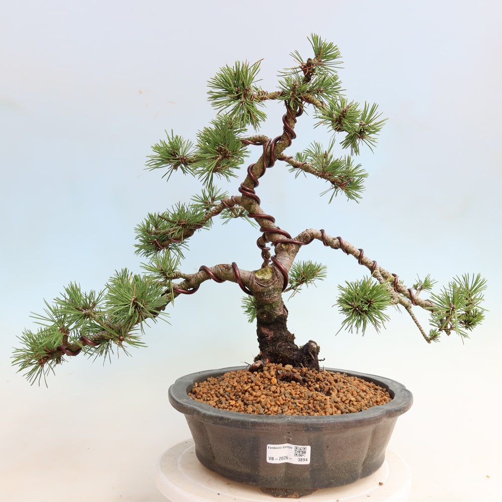 Bonsai für den Außenbereich – Pinus mugo Humpy – Zwergkiefer