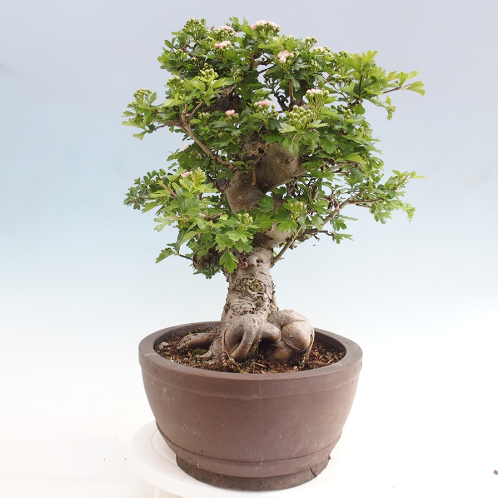 Bonsai im Freien - Weißdorn - Crataegus laevigata Paula