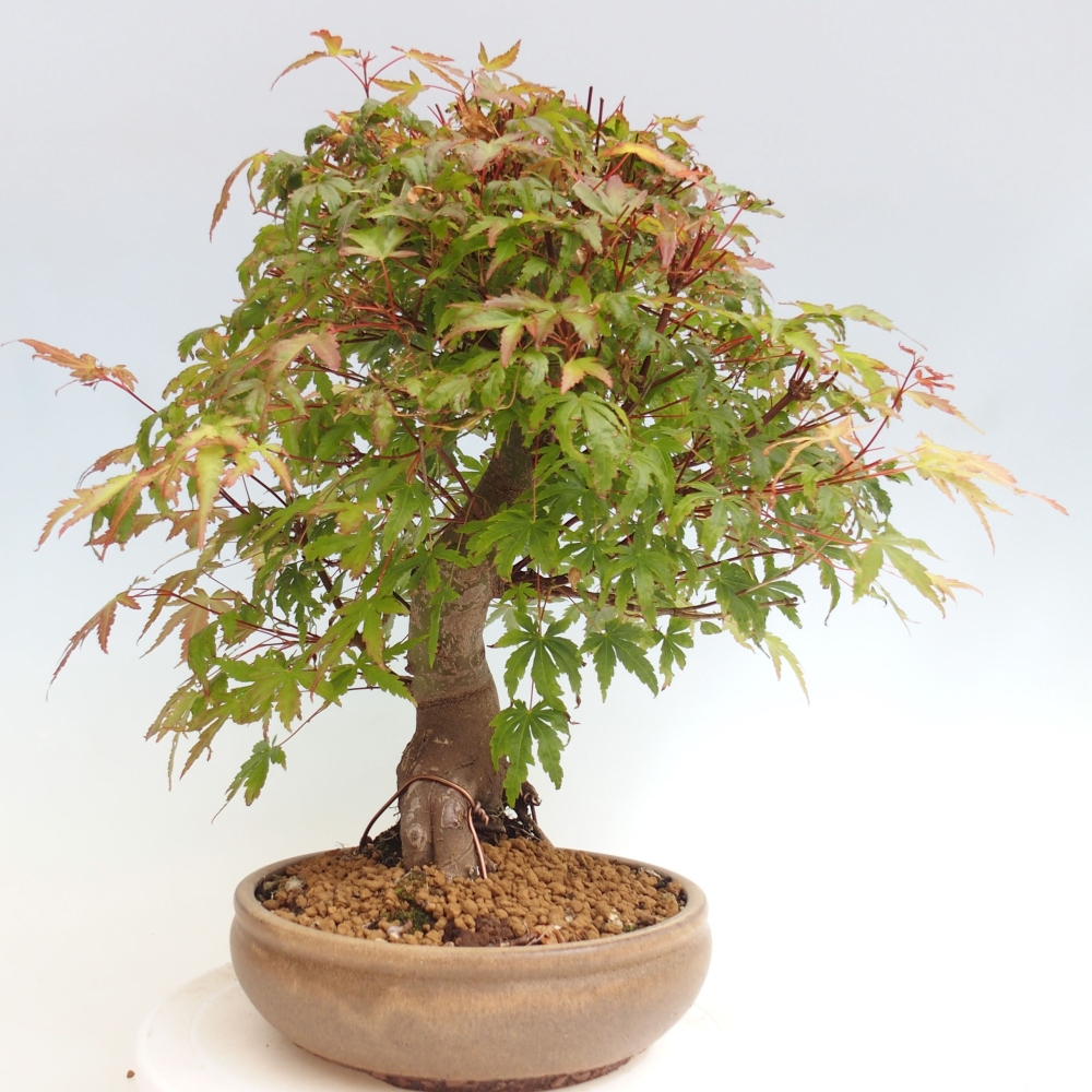 Bonsai im Freien – Ahorn – Acer palmatum