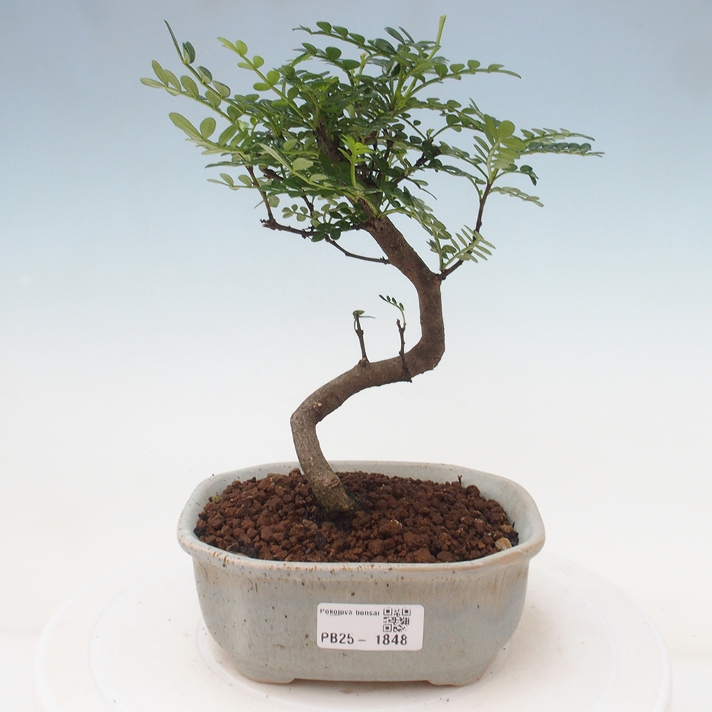 Indoor-Bonsai - Zantoxylum piperitum - Pfefferminze