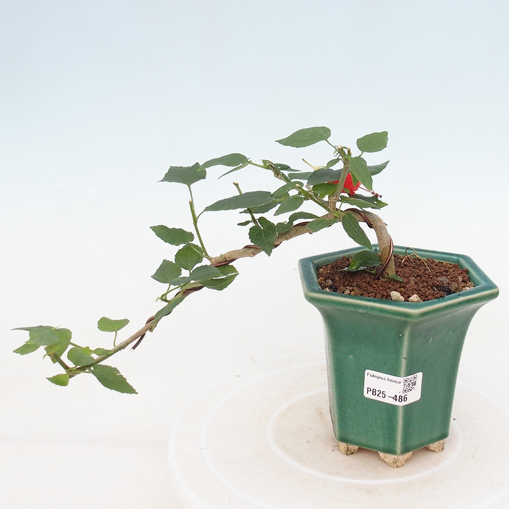 Zimmerbonsai - Malvaviscus arboreus - holziger Hibiskus