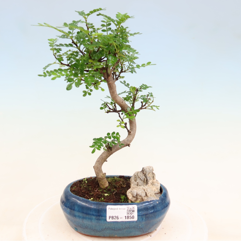 Zimmer Bonsai - Zantoxylum piperitum - Pfefferbaum