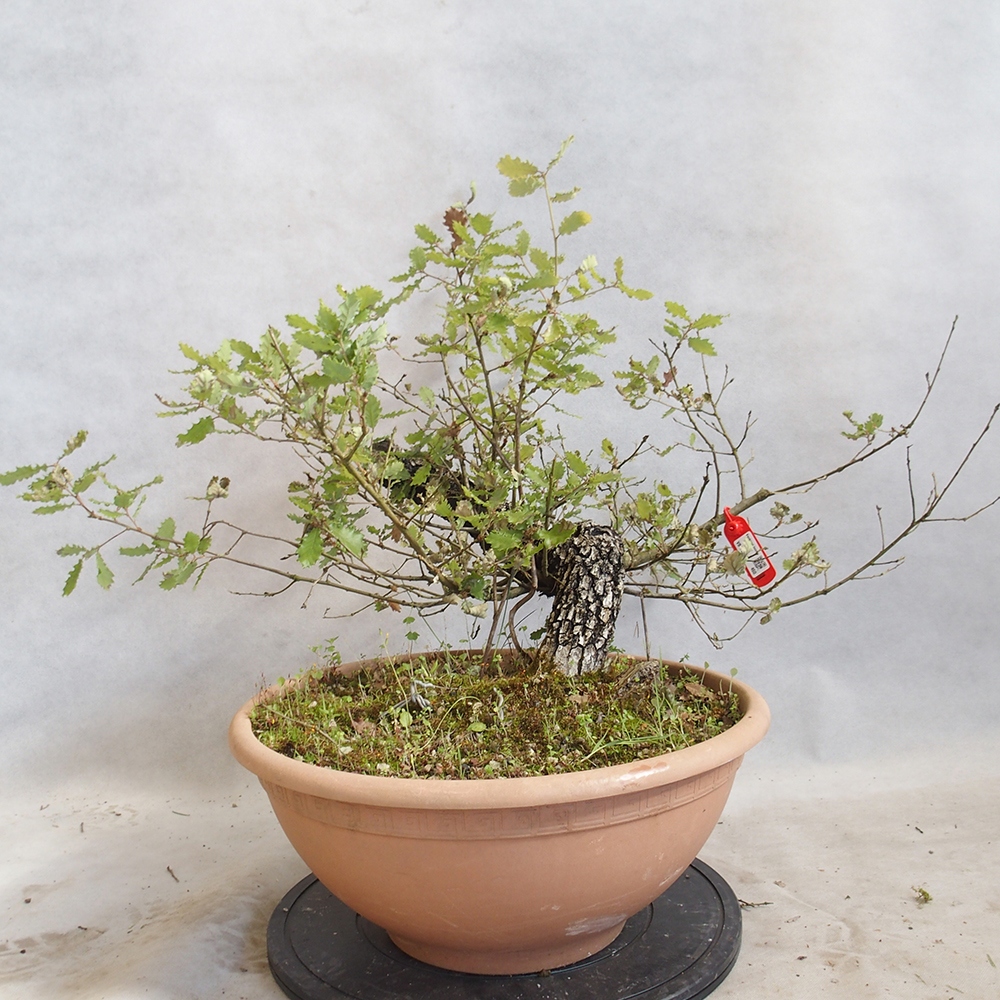 Freilandbonsai Quercus Cerris - Eiche Cer