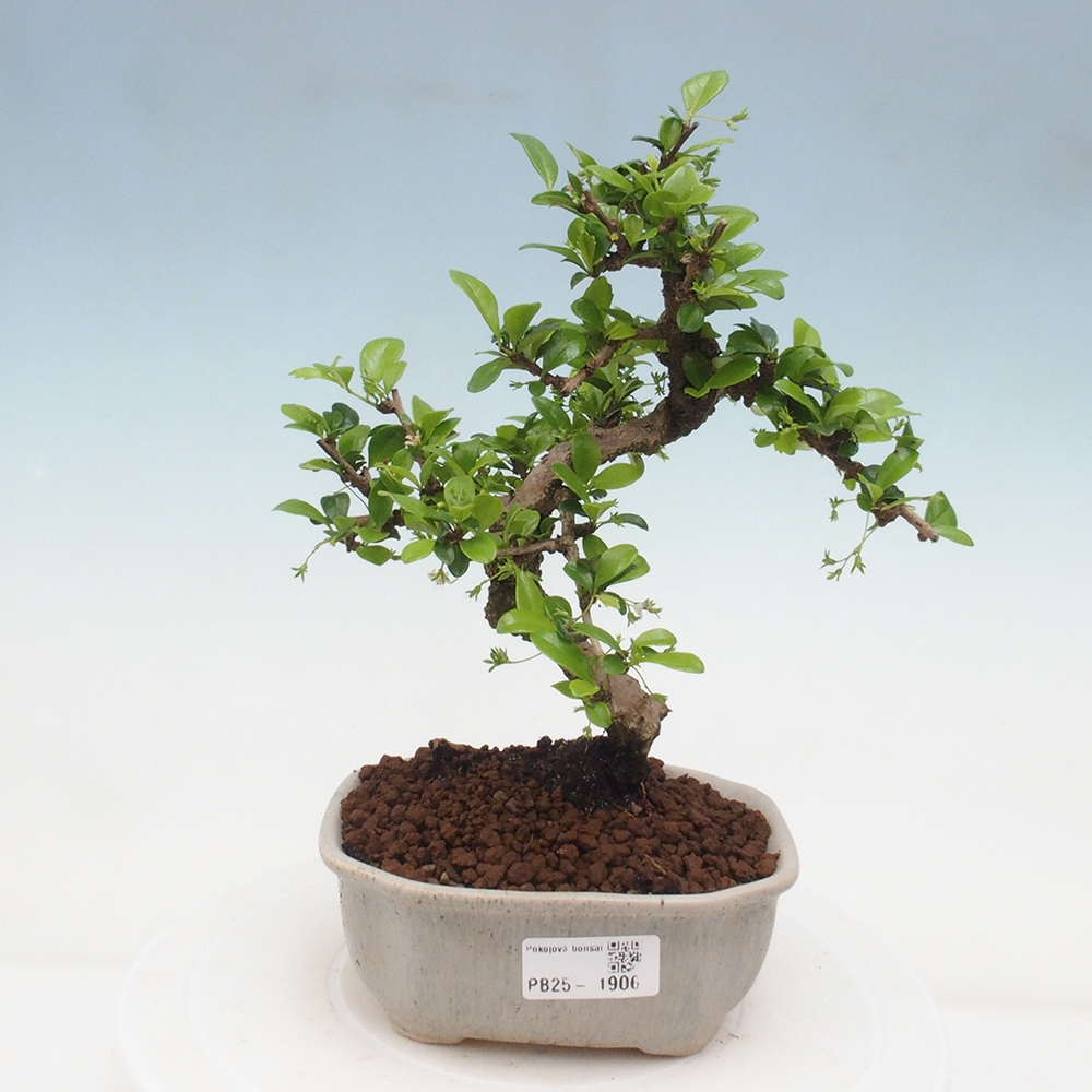 Zimmerbonsai - Carmona Macrophylla - Fuki-Tee