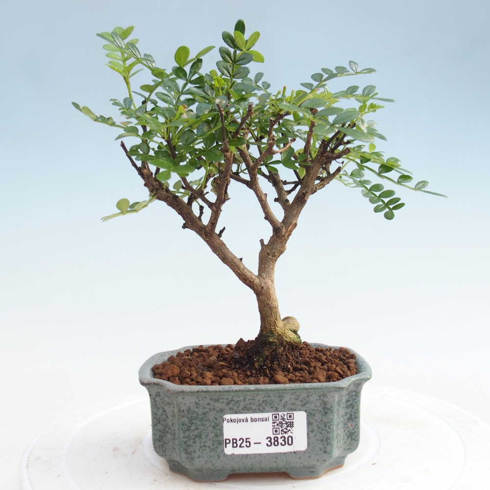 Zimmer Bonsai - Zantoxylum piperitum - Pfefferbaum PB220935