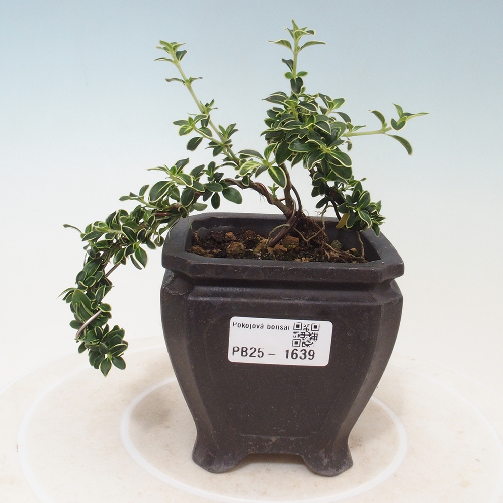 Zimmerbonsai - Serissa foetida Variegata - Baum der tausend Sterne