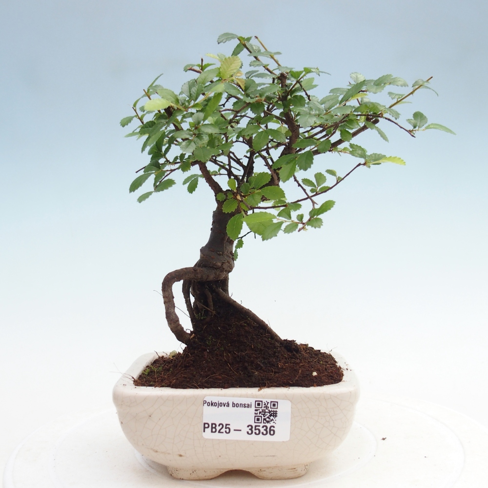 Zimmerbonsai - Ulmus parvifolia - Kleinblättrige Ulme