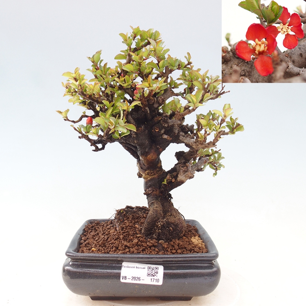 Bonsai für draußen - Chaneomeles speciosa - Quitte