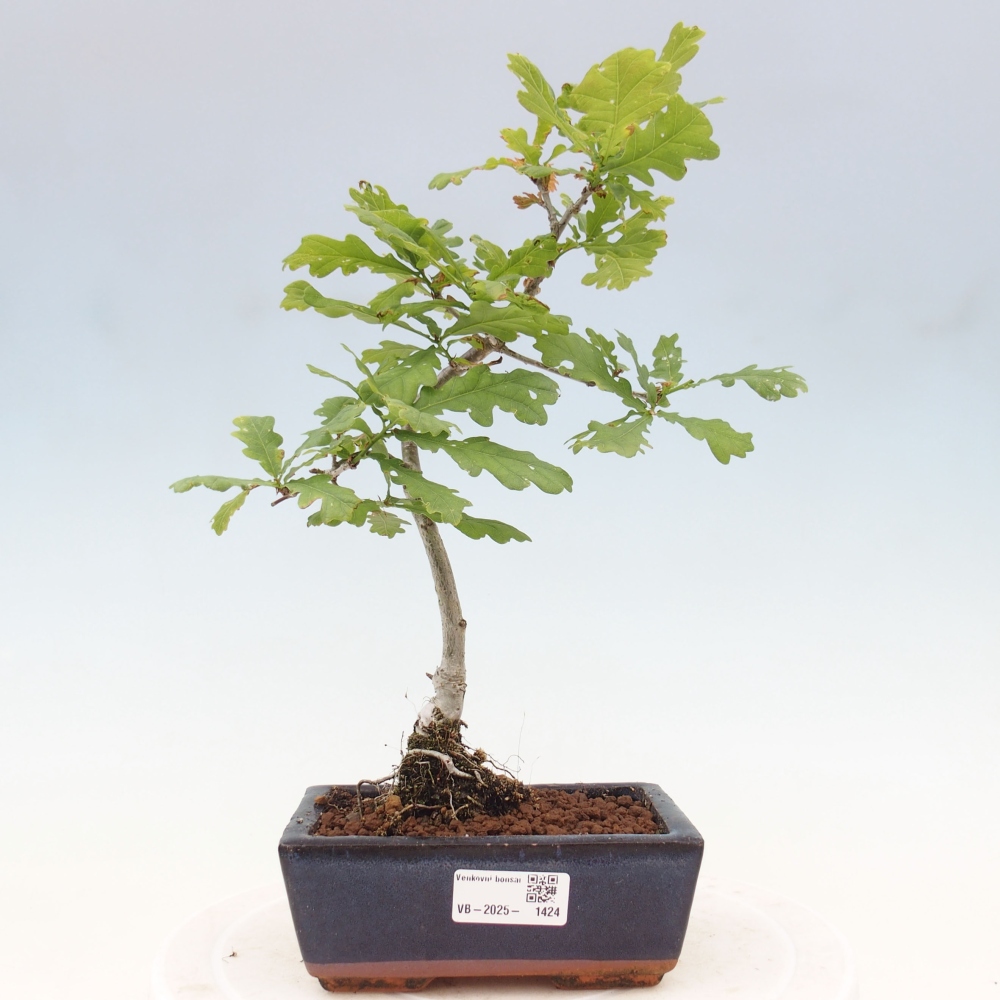 Outdoor-Bonsai - Quercus robur - Eiche