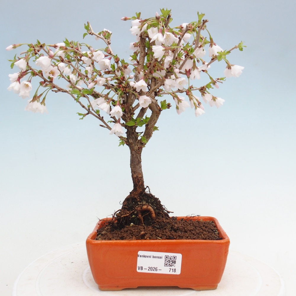 Bonsai für draußen - Prunus incisa Kojou-no mai-Plivon ausgeschnitten