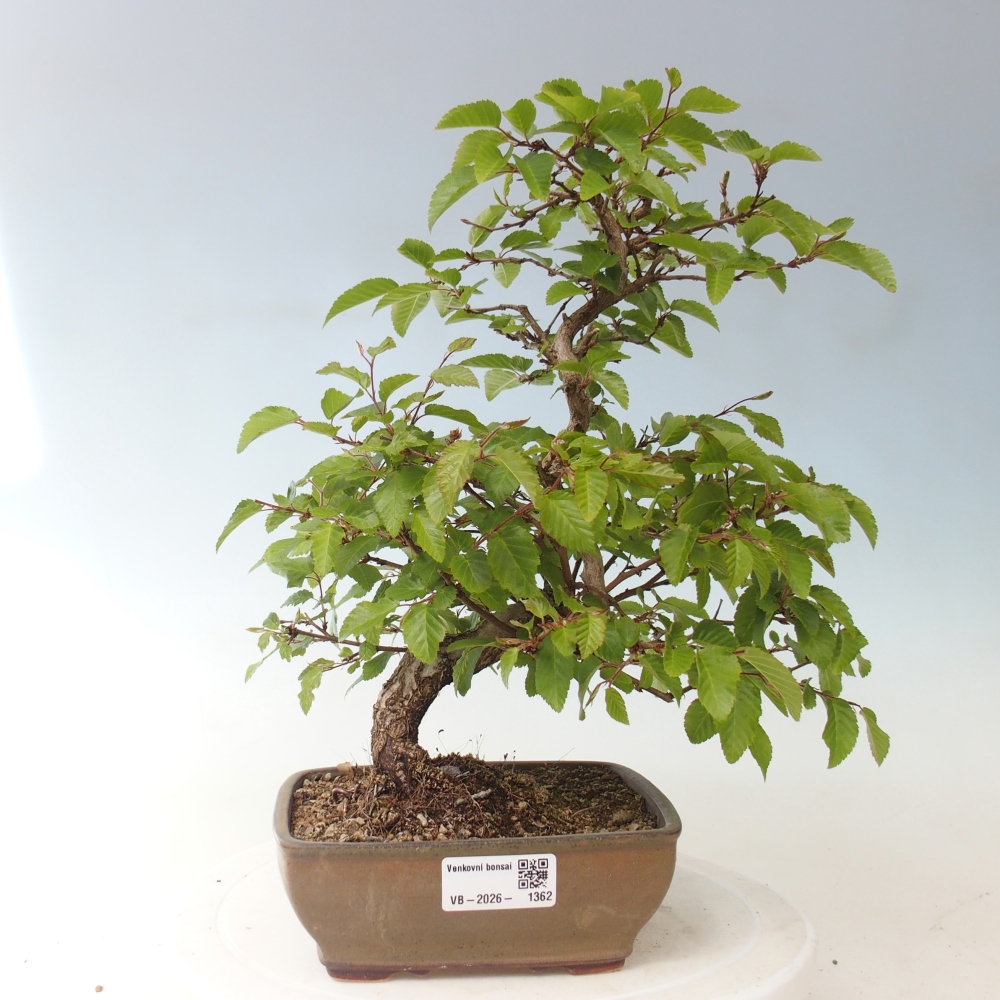 Bonsai für draußen -Carpinus CARPINOIDES - Koreanische Hainbuche
