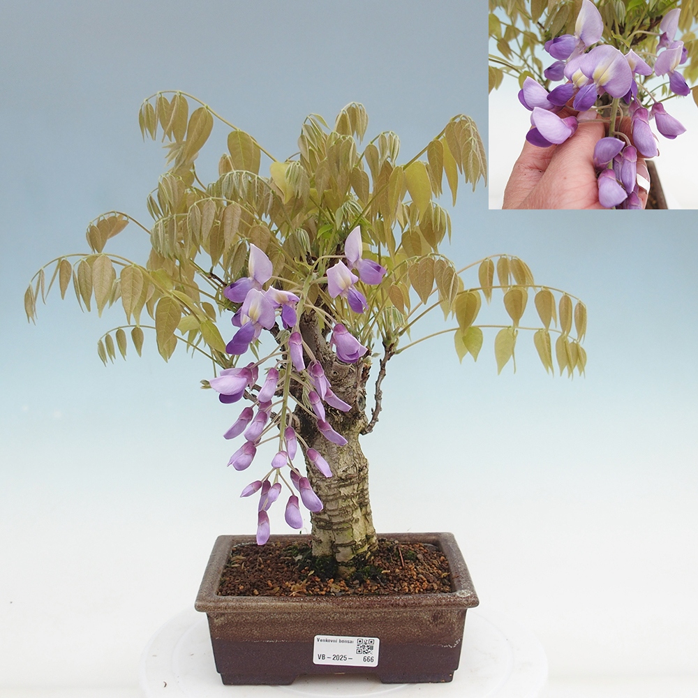 Bonsai im Freien - Wisteria floribunda - Wisteria floribunda