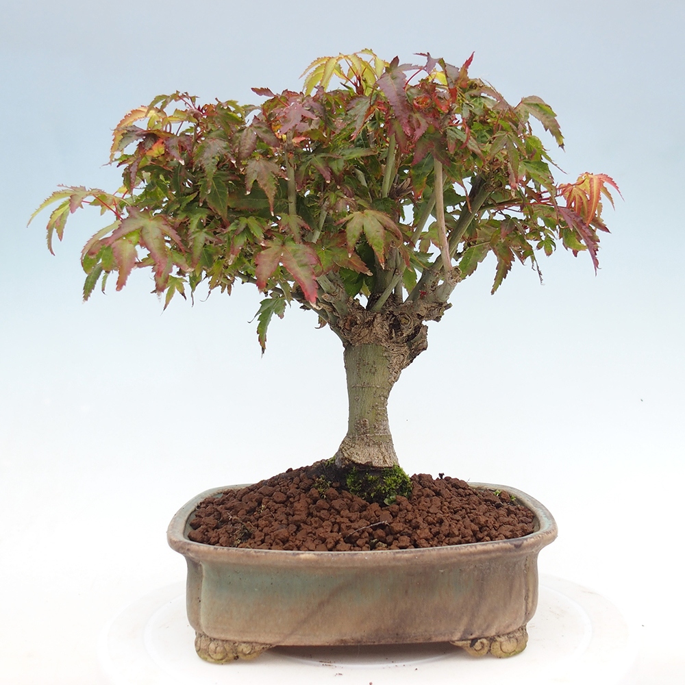 Acer palmatum KIOHIME - Palmetto-Ahorn