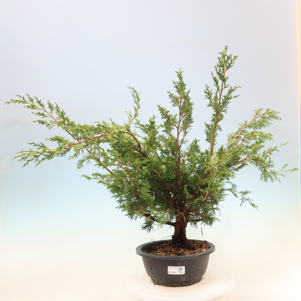 Bonsai für draußen - Juniperus chinensis Itoigawa