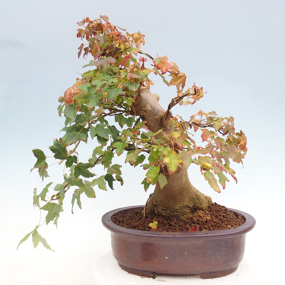 Bonsai im Freien - Ahorn Buergerianum - Burger Maple