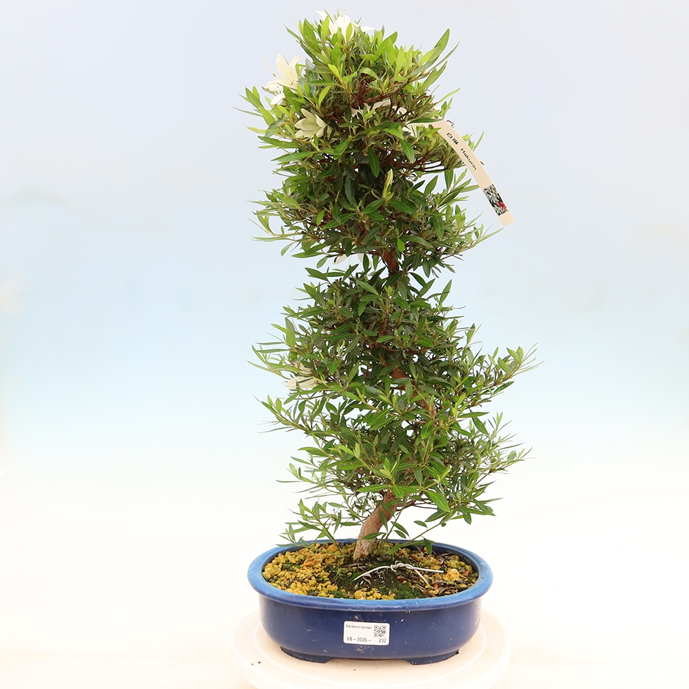 Bonsai für draußen - Japanische Azalee - Azalea Hakurin