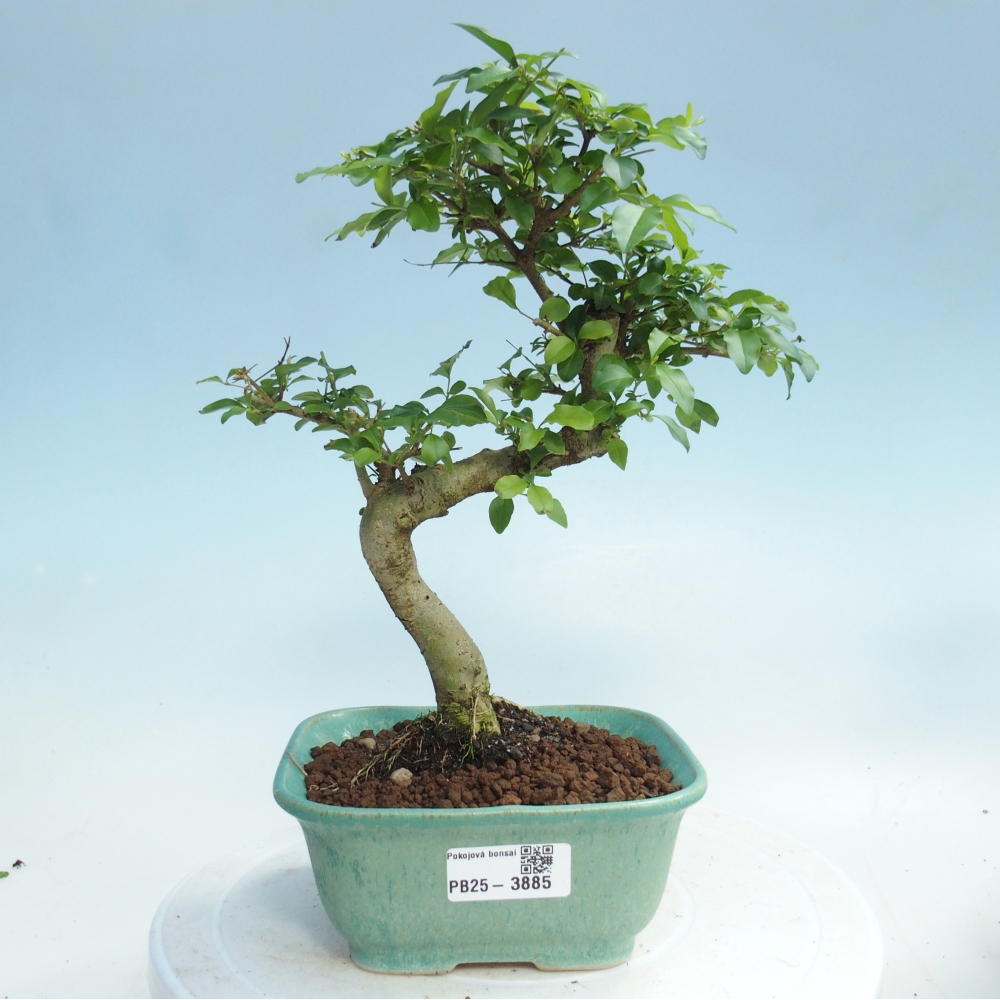Zimmer Bonsai -Ligustrum chinensis - Vogelschnabel