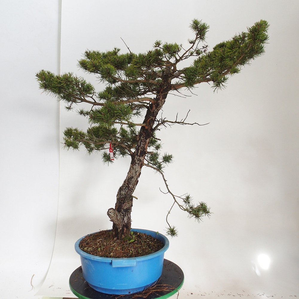 Yamadori - Pinus sylvestris Spanien