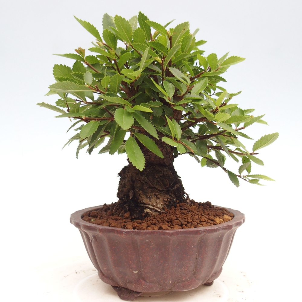 Bonsai im Freien - Zelkova - Zelkova NIRE