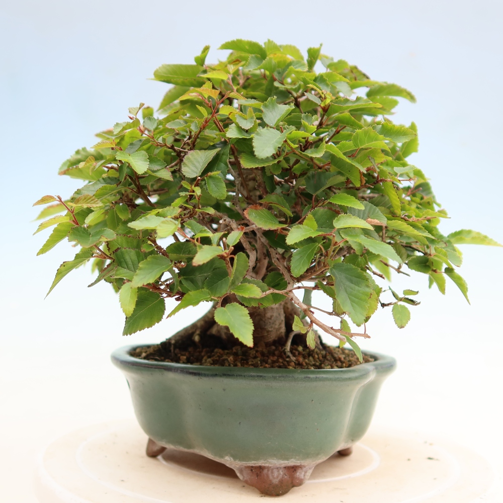 Bonsai für draußen - Karpinus Coreana - Koreanische Hainbuche