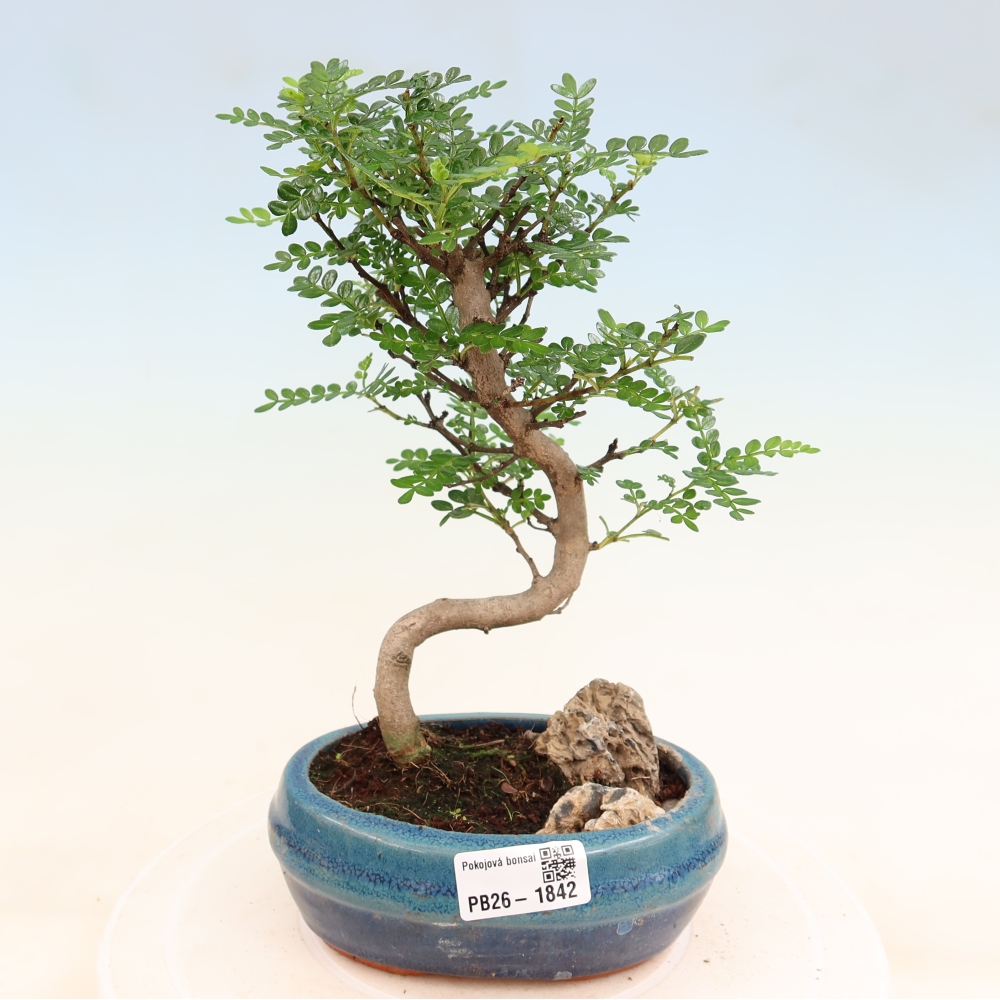 Zimmer Bonsai - Zantoxylum piperitum - Pfefferbaum