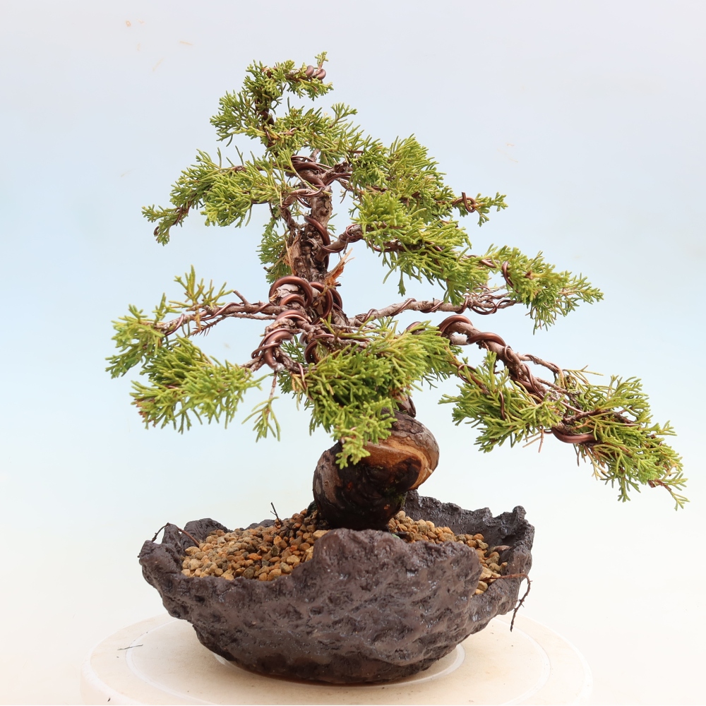 Bonsai für draußen - Juniperus chinensis Itoigawa-Juniperus chinensis
