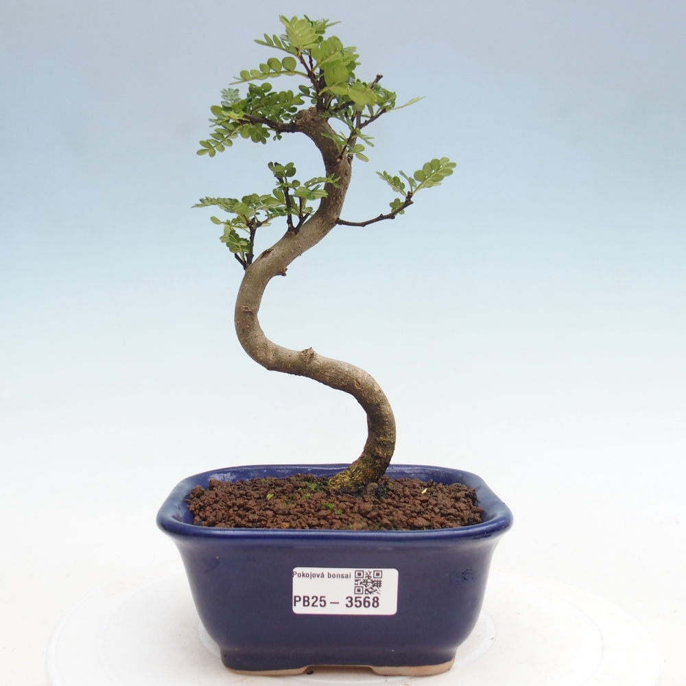 Zimmer Bonsai - Zantoxylum piperitum - Pfefferbaum