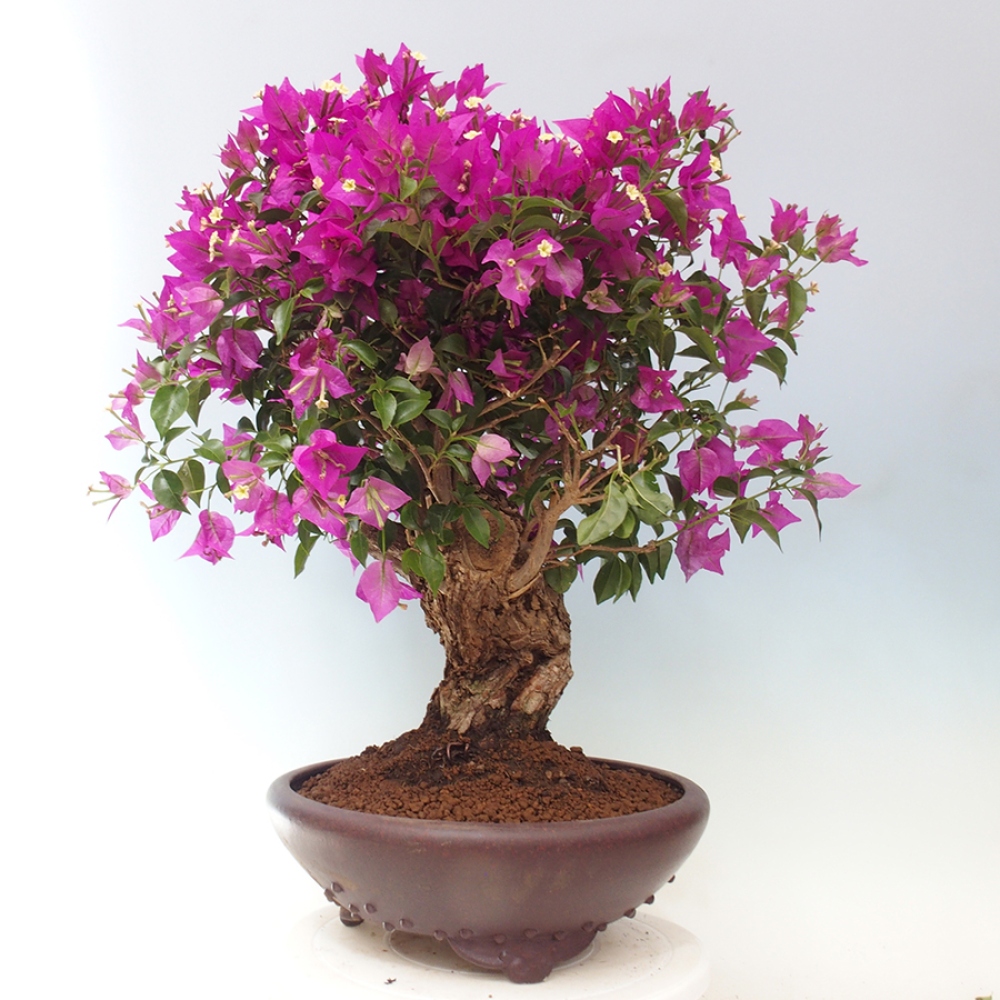 Indoor Bonsai - Bouganwilea