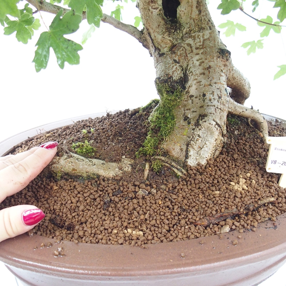Outdoor-Bonsai - Acer Campestre - Baby-Ahorn