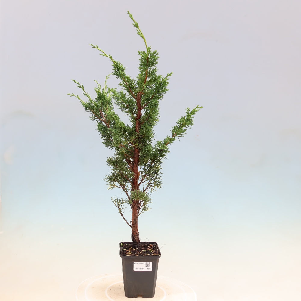 Bonsai für draußen - Juniperus chinensis Kishu