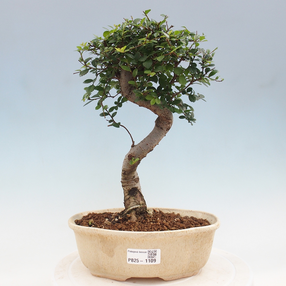 Zimmerbonsai - Ulmus parvifolia - Kleinblättrige Ulme