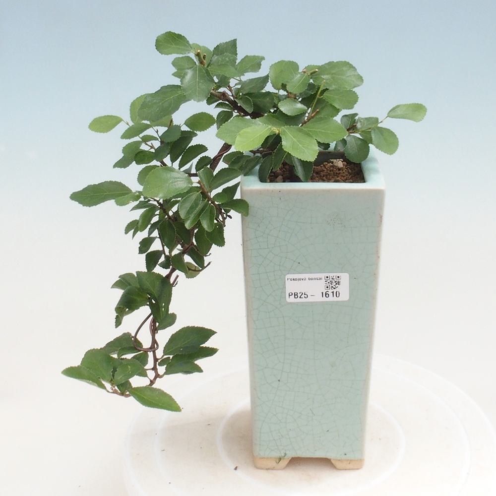 Zimmerbonsai - Grewia occidentalis - Lavendelstern
