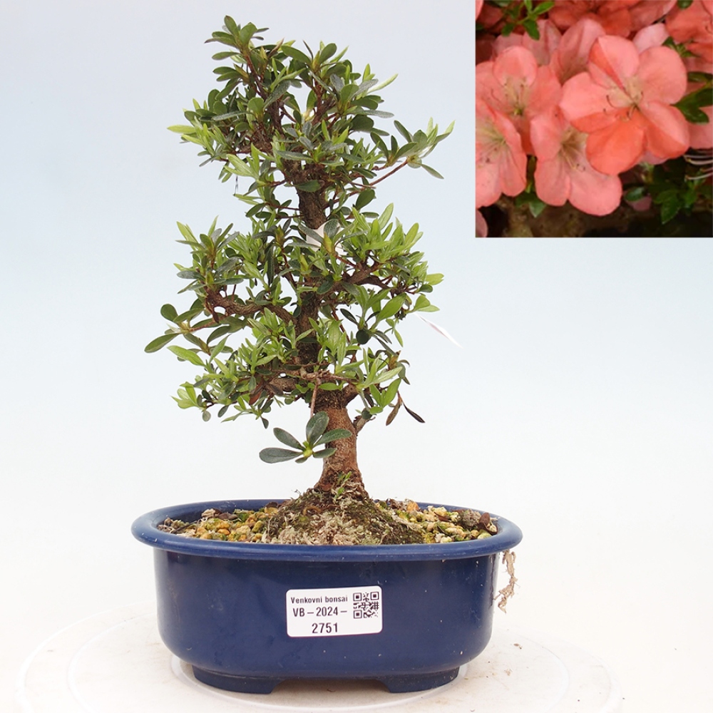 Bonsai im Freien - Japanische Azalee - Azalea Asazakura