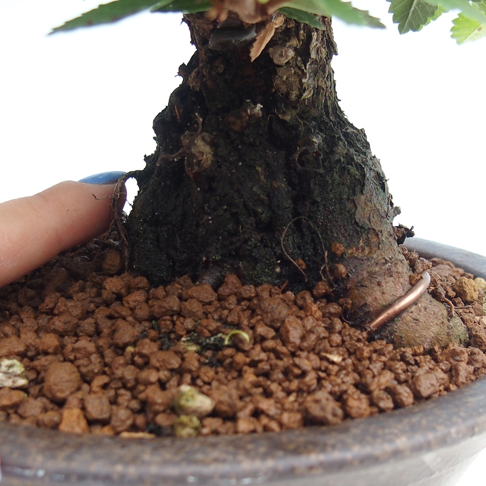 Bonsai im Freien - Zelkova - Zelkova NIRE