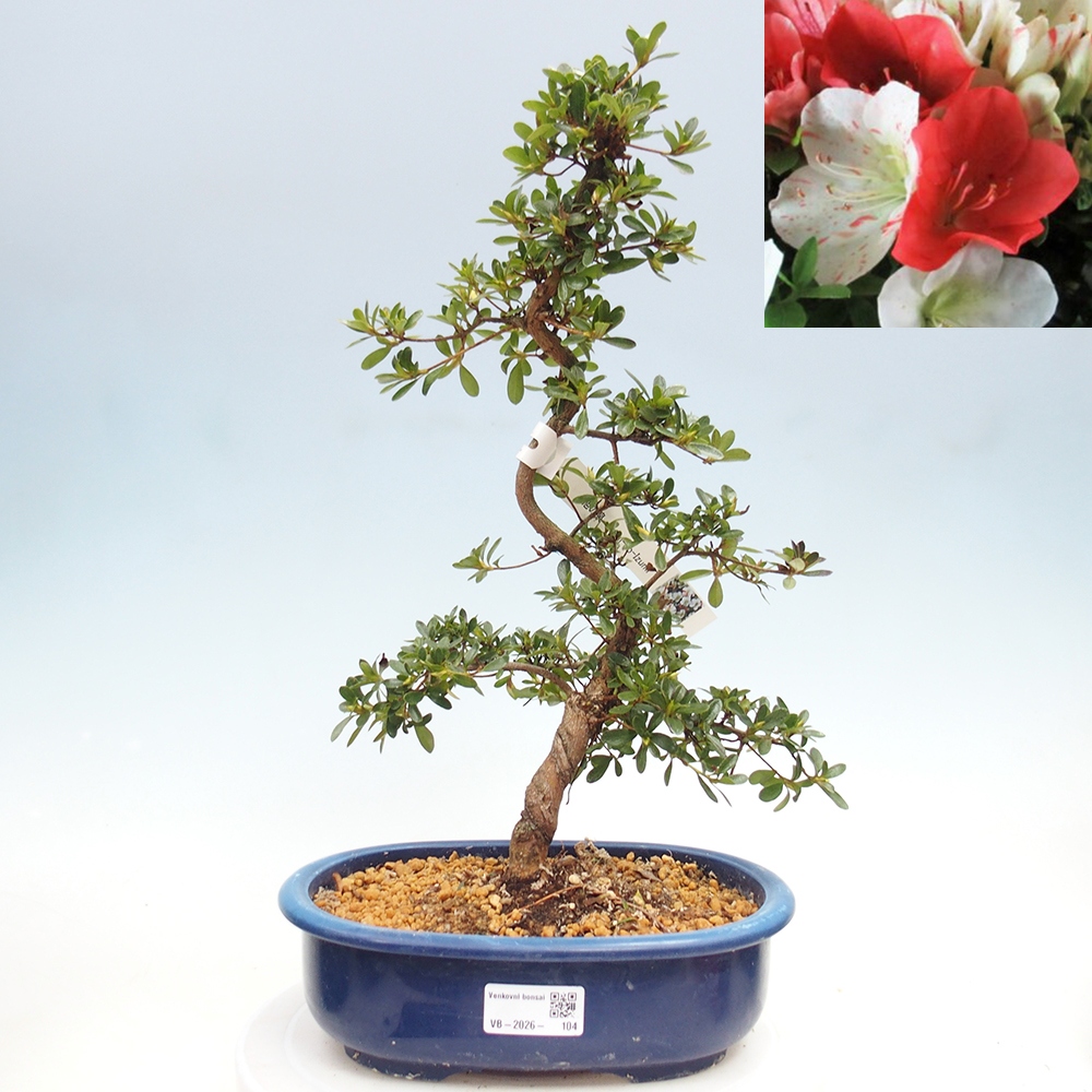 Bonsai für draußen - Japanische Azalee - Azalee Asahi-no-izumi