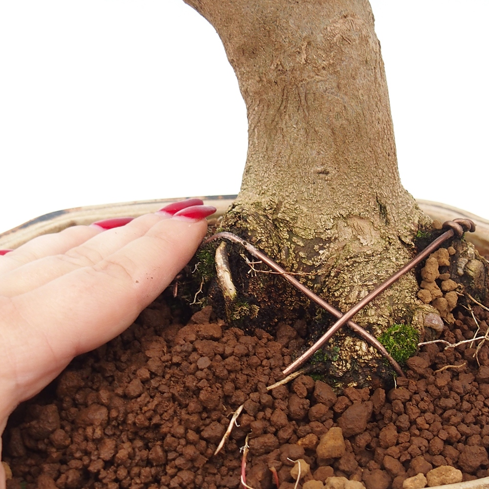 Bonsai im Freien - Ahorn Buergerianum - Burger Maple