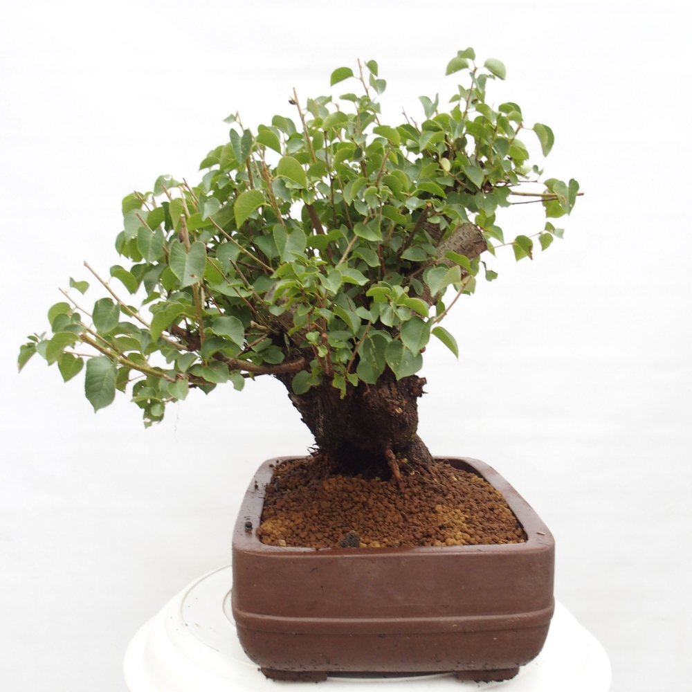 Bonsai im Freien - Mahalebka - Prunus mahaleb