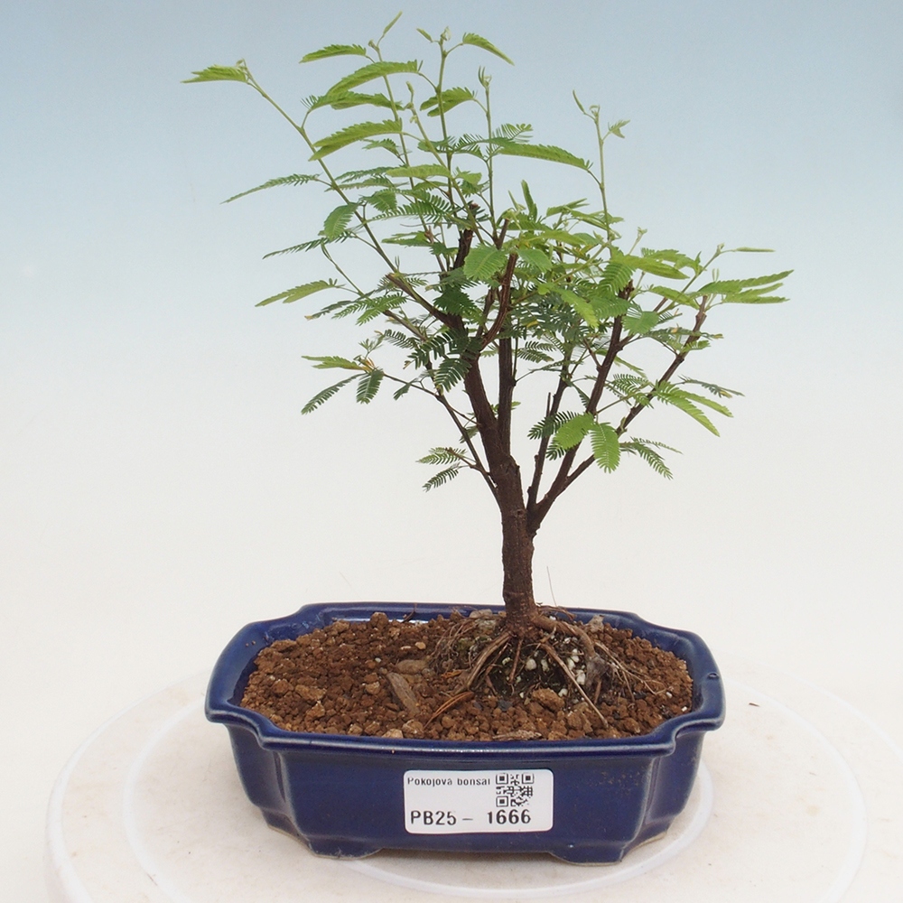 Zimmer Bonsai-Calliandra surinamensis Dixie Pink -Kaliandra von Suria