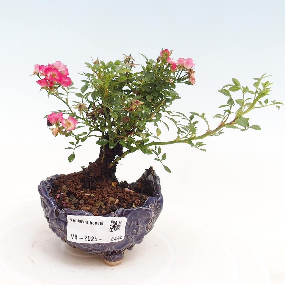 Bonsai im Freien - Rosa Cutie Pie - Rosen