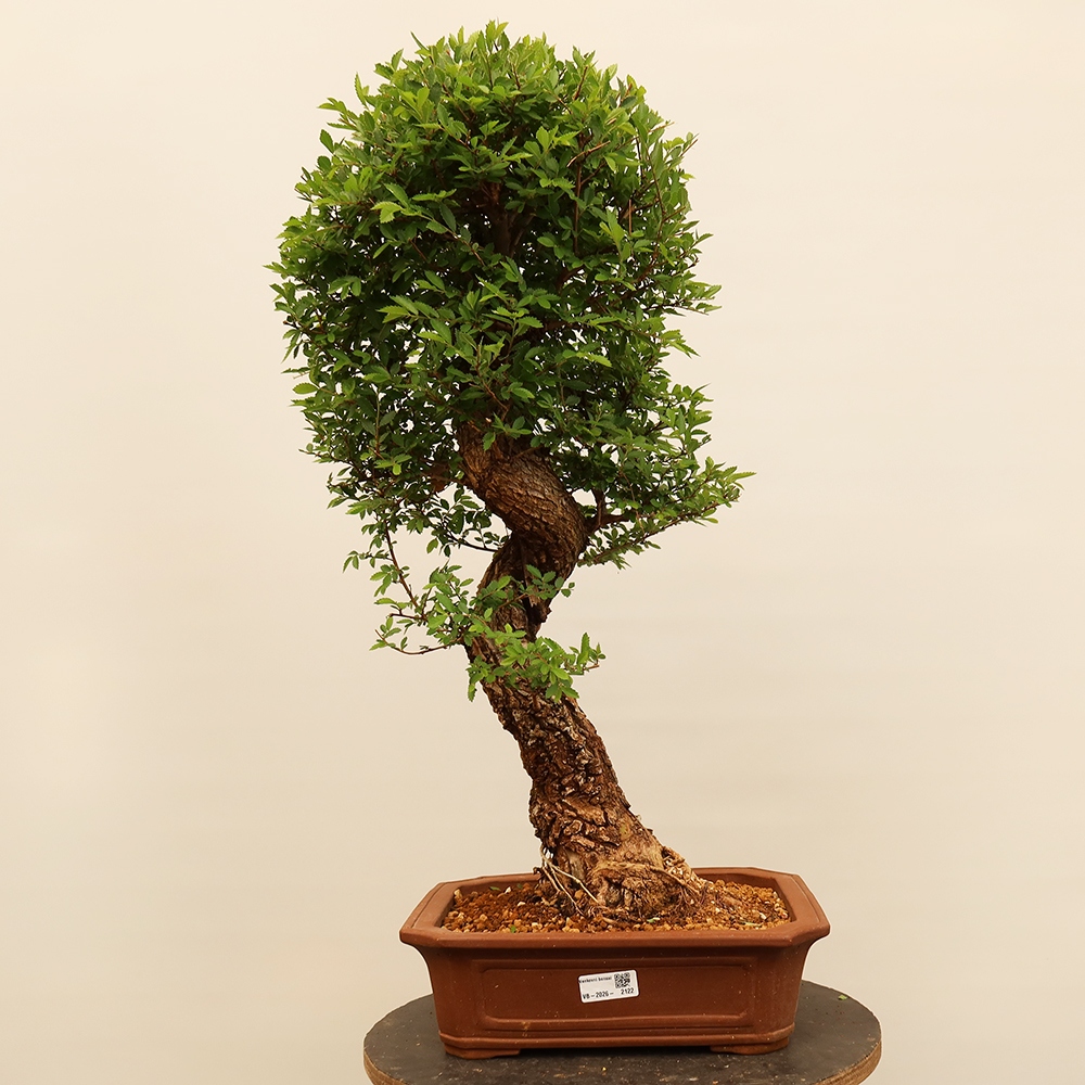 Bonsai im Freien - Zelkova - Zelkova NIRE