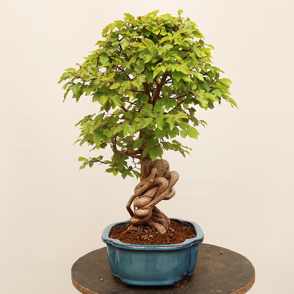 Bonsai im Freien - Carpinus Coreana - Koreanische Hainbuche