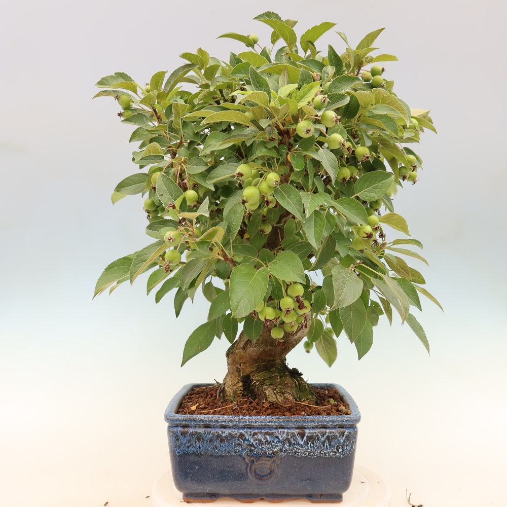 Outdoor-Bonsai -Malus halliana - Kleinfrüchtiger Apfelbaum