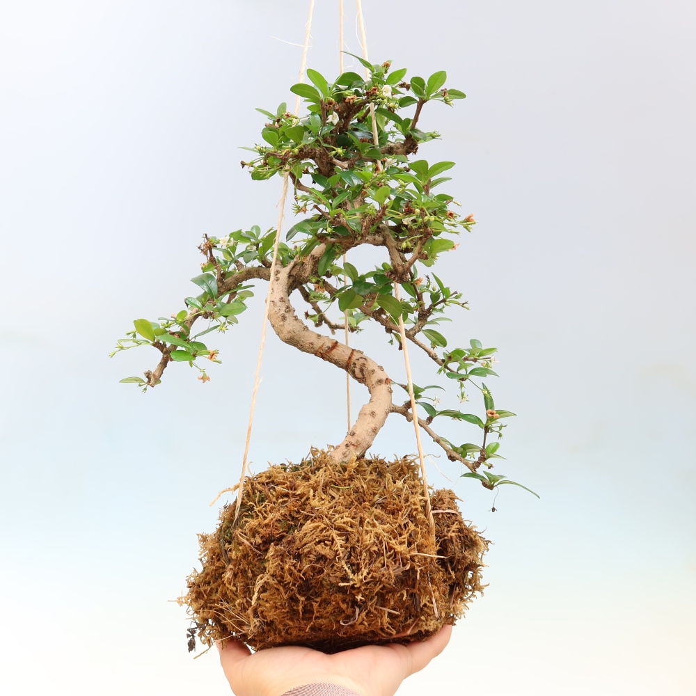 Kokedama in Keramik - Tee-Fuki - Carmona macrophylla