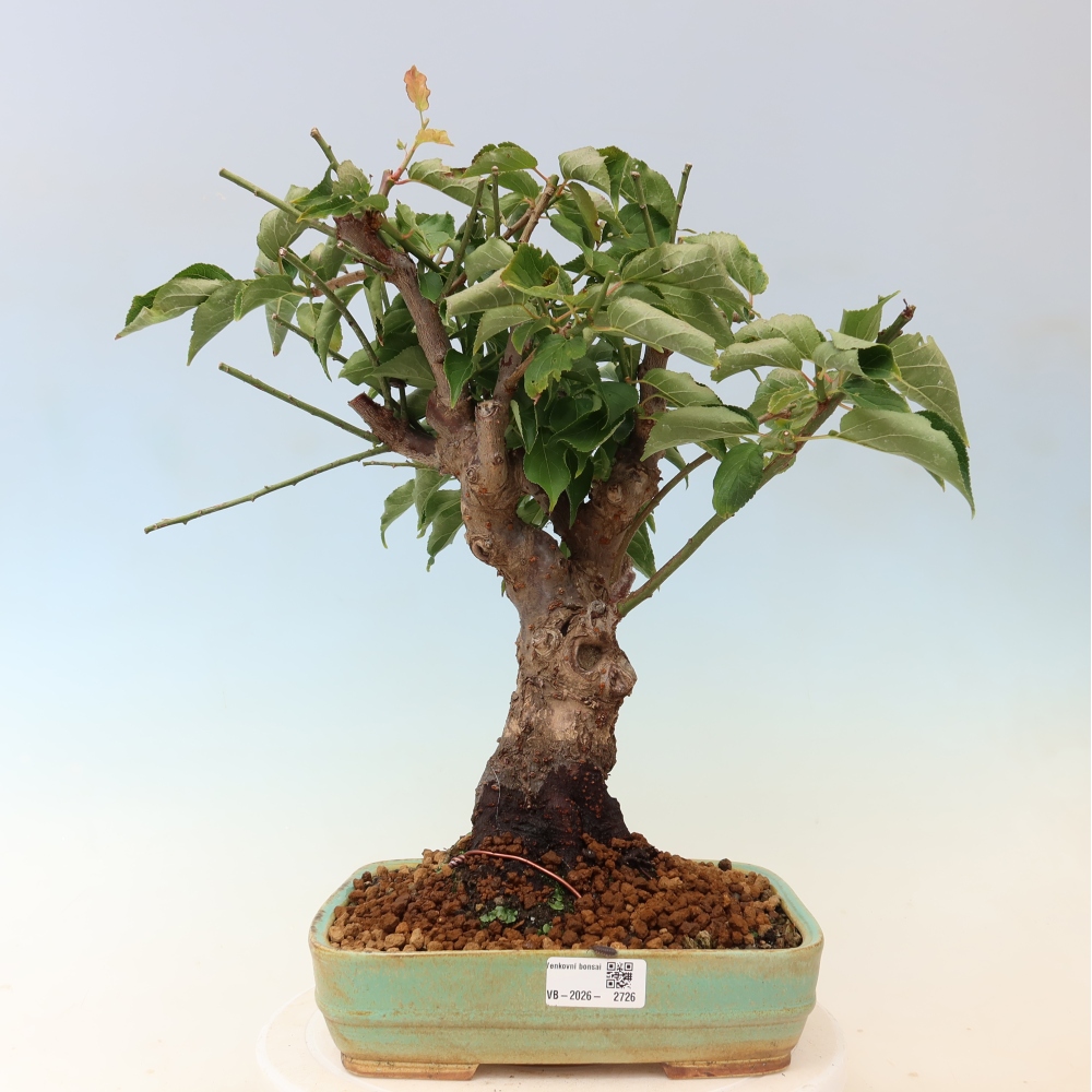 Bonsai für den Außenbereich – Japanischer Aprikosenbaum – Prunus Mume