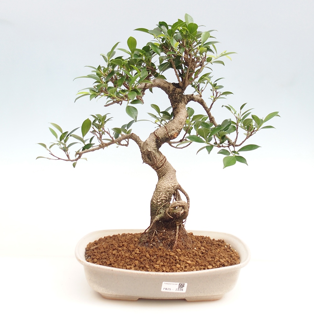 Zimmerbonsai - Ficus kimmen - kleinblättriger Ficus